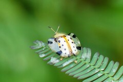 Aspidimorpha miliaris