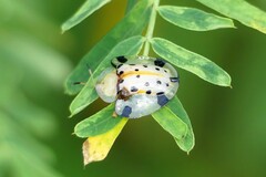 Aspidimorpha miliaris