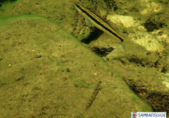 Percina aurantiaca