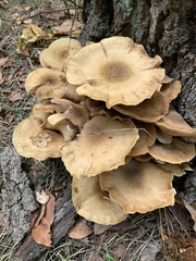 Armillaria mellea