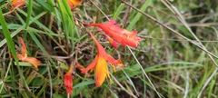 Crocosmia paniculata