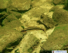 Percina aurantiaca