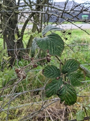 Rubus fruticosus
