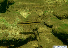 Percina aurantiaca