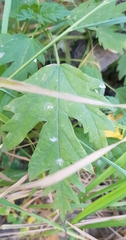 Urtica cannabina