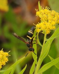 Euodynerus crypticus