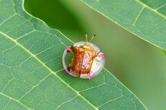 Aspidimorpha sanctaecrucis