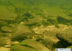 Hypentelium nigricans