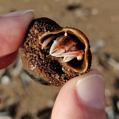 Pagurus bernhardus