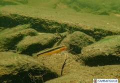 Percina aurantiaca