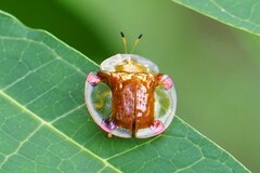 Aspidimorpha sanctaecrucis