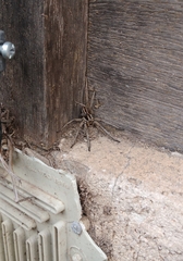 Lycosa erythrognatha