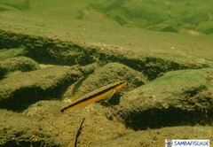 Percina aurantiaca