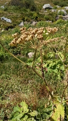 Heracleum maximum