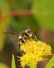 Euodynerus crypticus