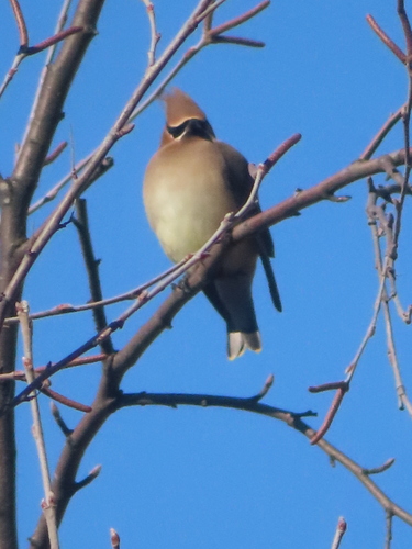 Cedar Waxwing photographed in Maryland