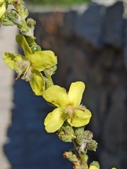 Verbascum pulverulentum