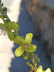 Verbascum pulverulentum