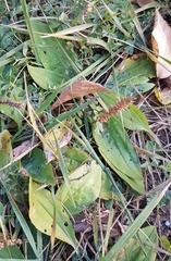 Plantago depressa