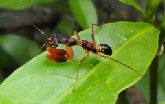 Odontomantis planiceps