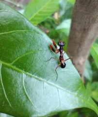 Odontomantis planiceps