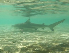 Carcharhinus melanopterus