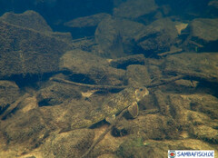 Hypentelium nigricans