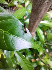 Odontomantis planiceps