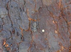 Menemerus taeniatus