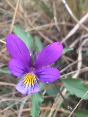 Viola tricolor