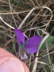 Viola tricolor