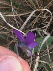 Viola tricolor