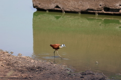 Actophilornis africanus
