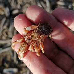 Pagurus bernhardus