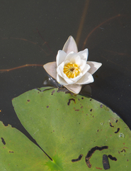 Nymphaea tetragona