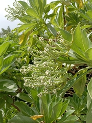 Heliotropium arboreum