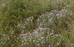 Ziziphora clinopodioides