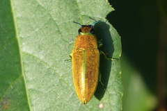 Philocteanus