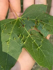 Vasates aceriscrumena