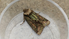 Allophyes oxyacanthae