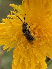 Leuchalictus