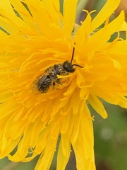 Leuchalictus