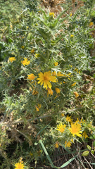 Scolymus hispanicus