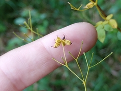 Thalictrum pubescens
