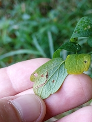 Thalictrum pubescens