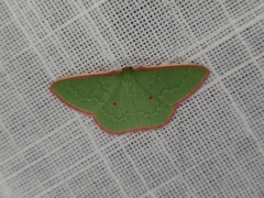 Chlorocoma cadmaria