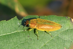 Philocteanus