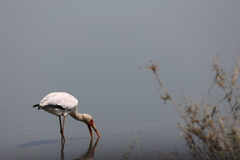Mycteria ibis