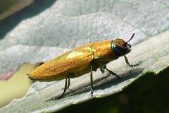 Philocteanus
