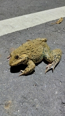 Hoplobatrachus chinensis
